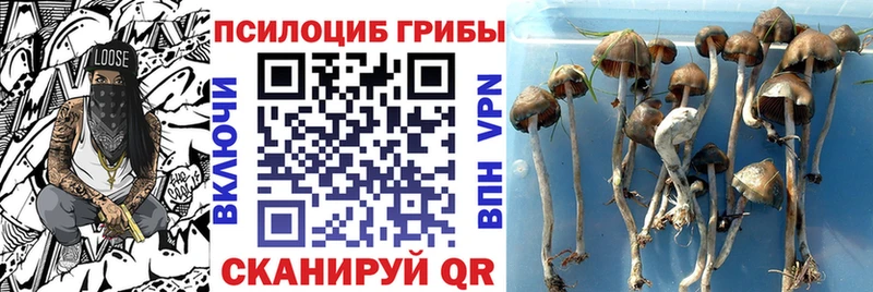 купить наркотик  Новомосковск  Галлюциногенные грибы MAGIC MUSHROOMS 